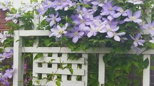 Непогода  27 апреля 2026 г. Убежала из сада.