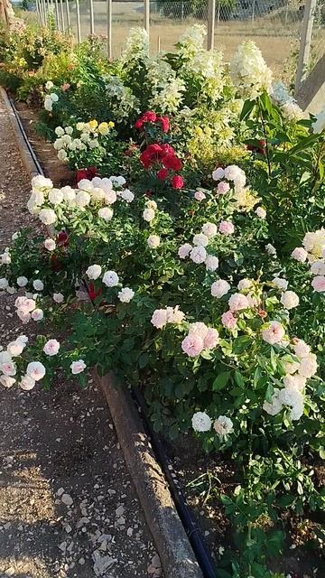 Роза шраб Лариса.