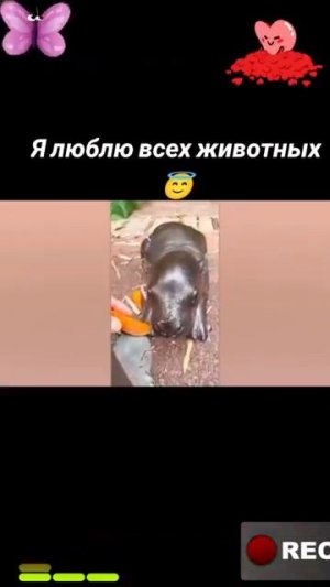 Животные-приколы и не только😉😅
