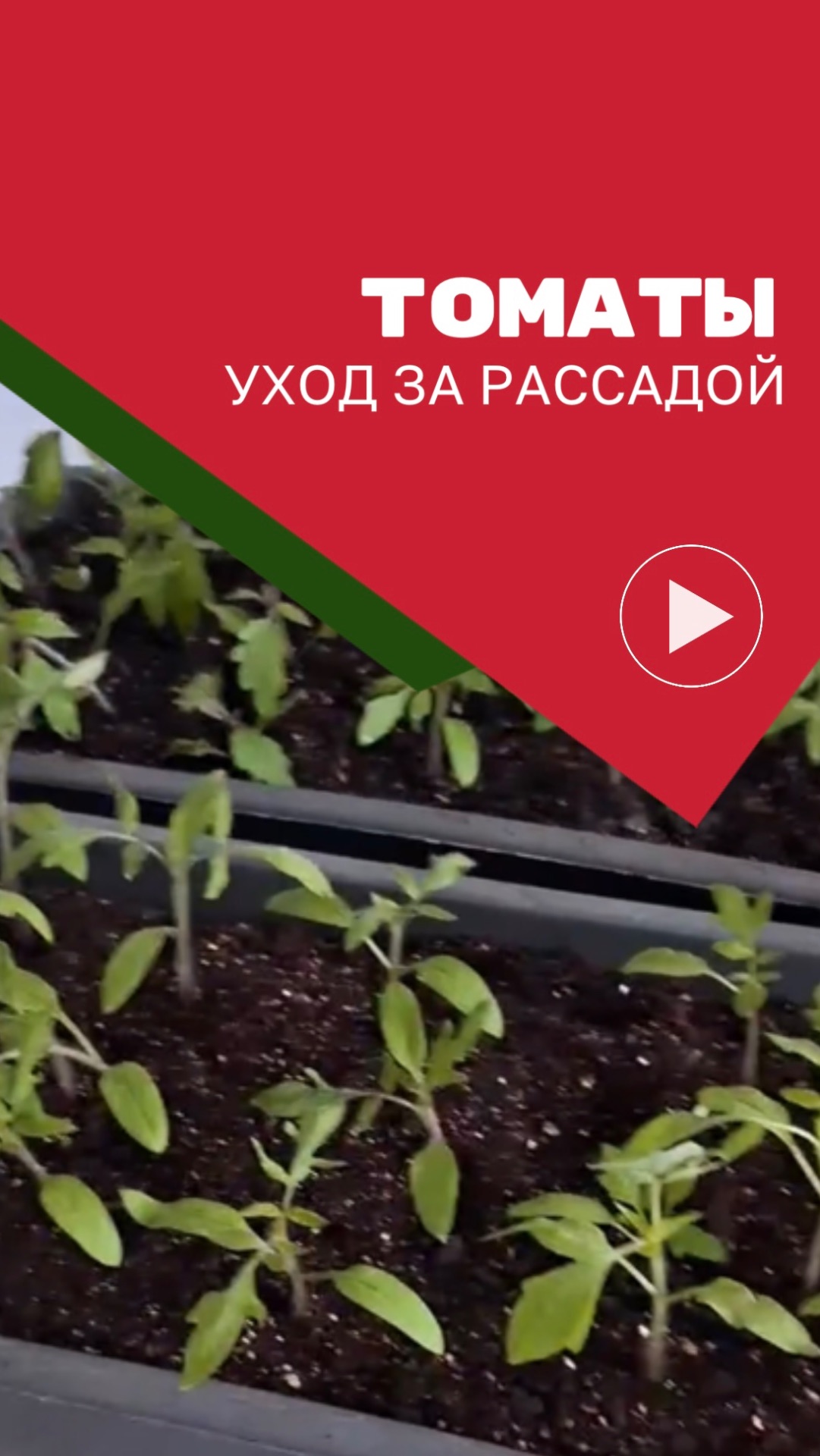 уход за рассадой томата