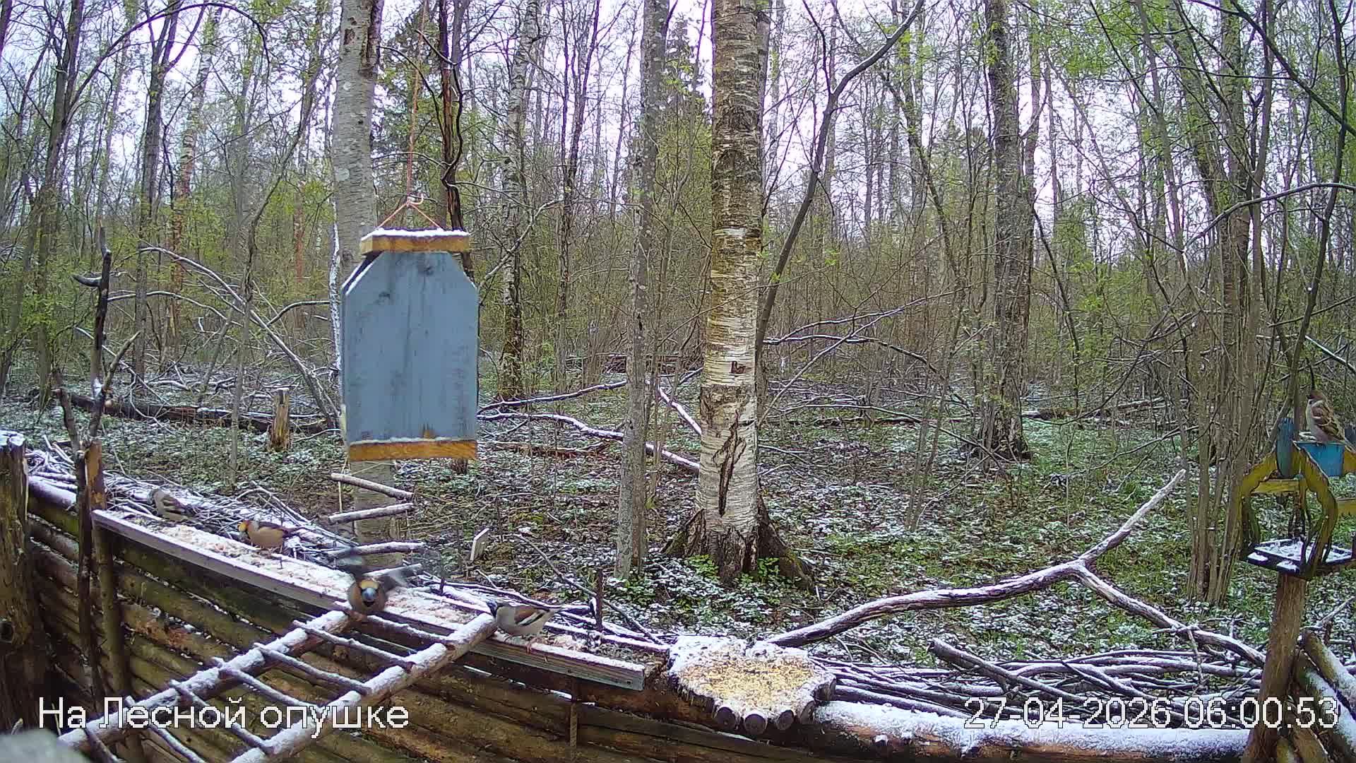 LIVE: На лесной опушке. Природа онлайн