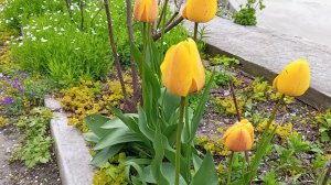 26-04-2026 Трудимся в огороде.