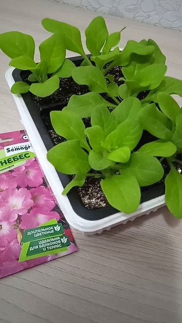 Рассада цветов петуния в возрасте полтора месяца от посева семян