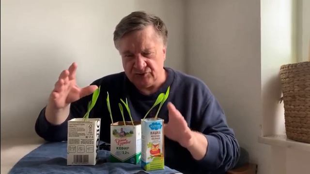 Люблю я кукурузу!