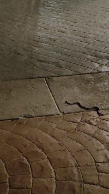 Неожиданно встретили змею на Фукоке прям у отеля