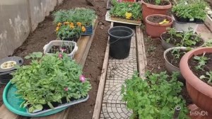 Муж занимается клубникой, а я цветами