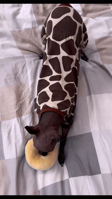 #мия #играем #собака #москва #весна