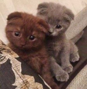 стримлю,только создала аккаунт