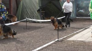 лушая собака до года