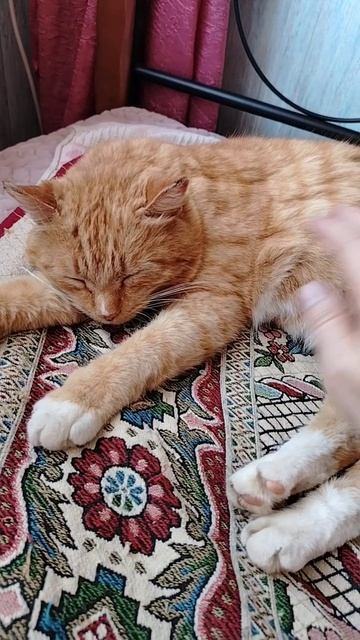 Беззаботный кот КЕШКА.