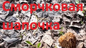 Гриб сморчковая шапочка. Приготовление блюда.