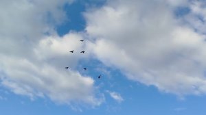 голуби Горловки
