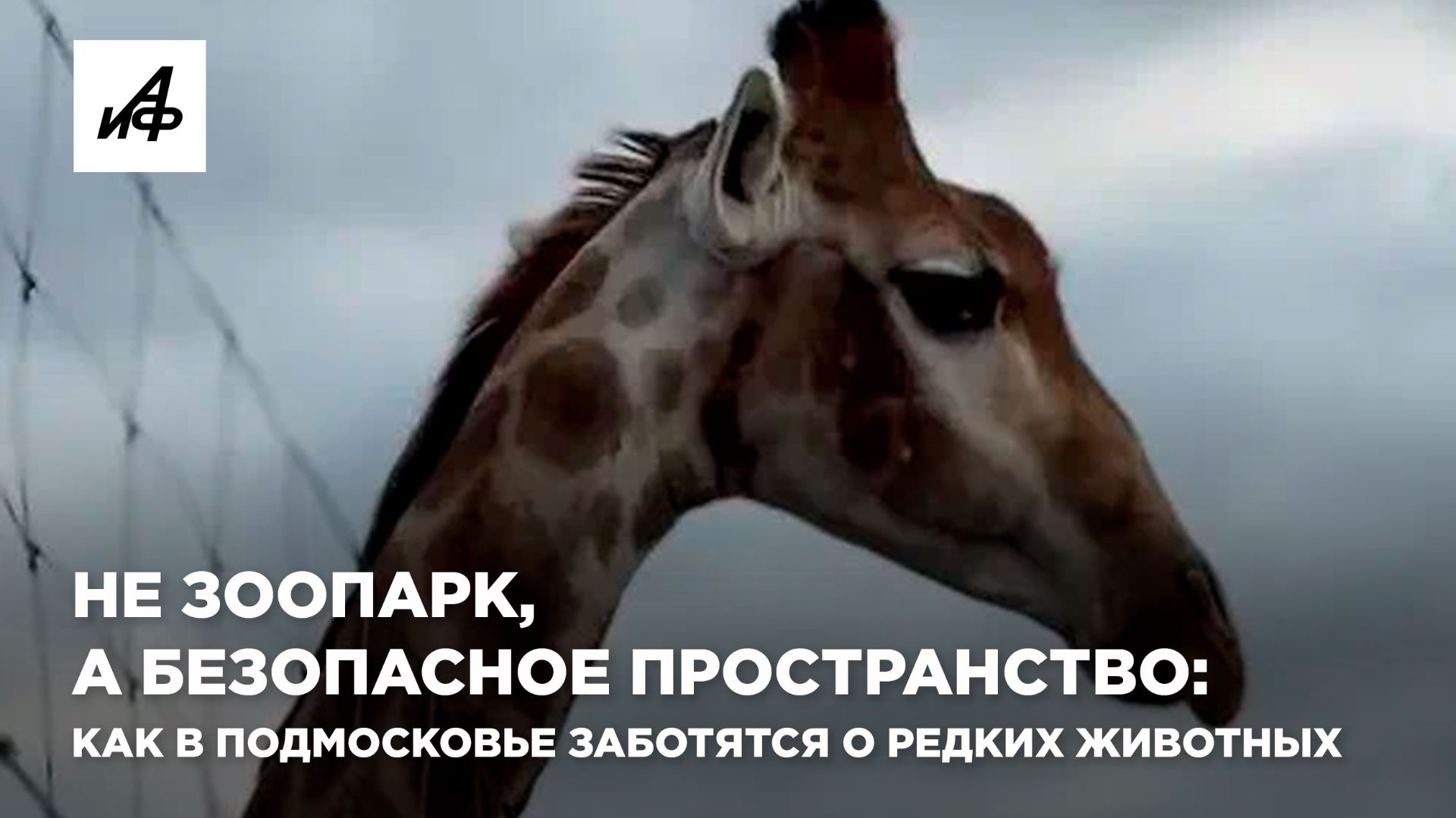 Не зоопарк, а безопасное пространство: как в Подмосковье заботятся о редких животных