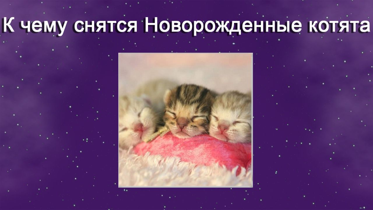 К чему снятся Новорождённые котята - толкование сна