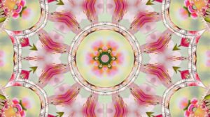 Весна! Очаровательные тюльпаны 7! Киностудия Мудрого Кота Тимофея!