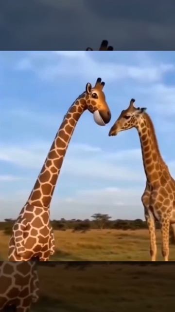 Сотрудник заповедника: 