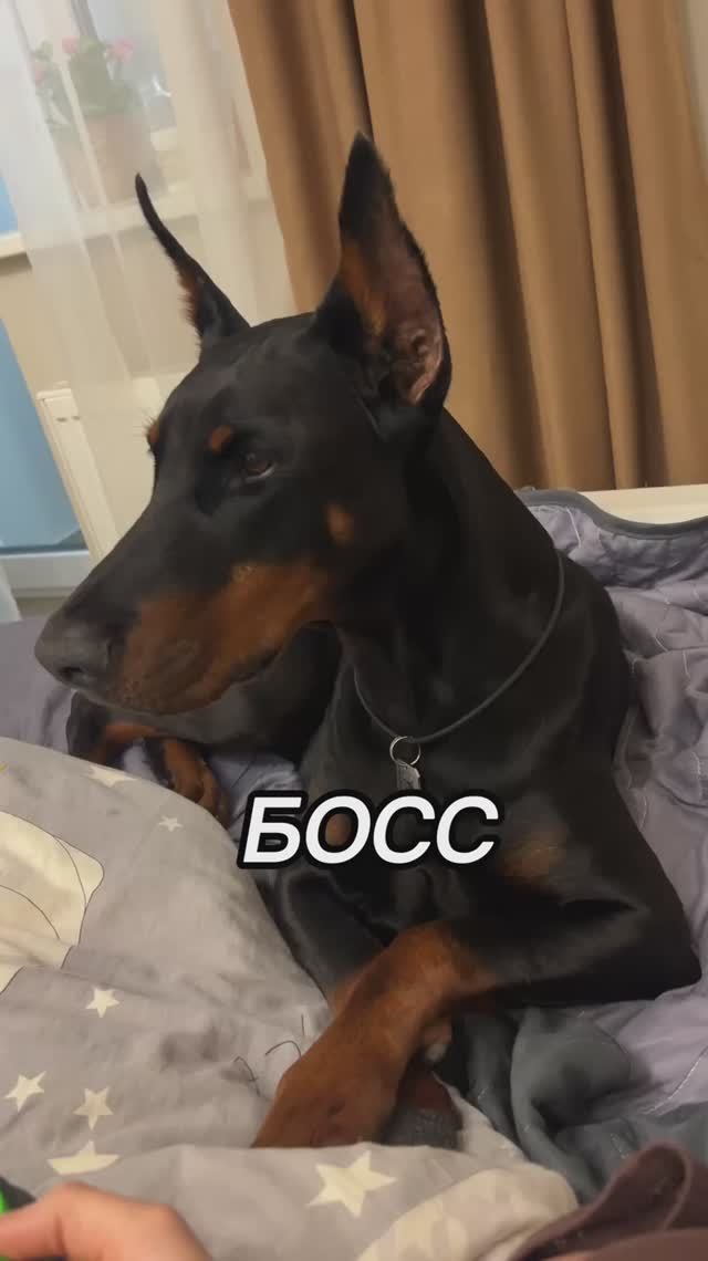 БОСС КРОВАТИ😎🛌