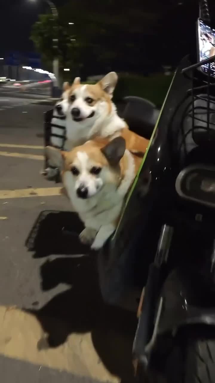 #Милые #видео #животные