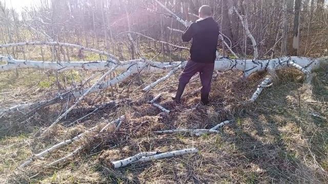 нашли в лесу валежник