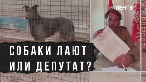 Как приют из Ленобласти стал объектом политических игр