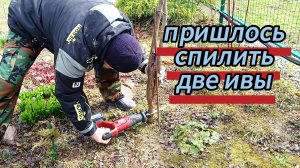 Пришлось спилить две ивы((( 26.04.2026