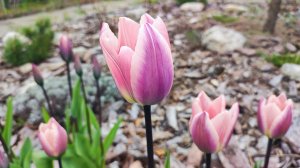 Наш сад 26.04. Цветут ранние тюльпаны. Декоративные и хвойные растения.