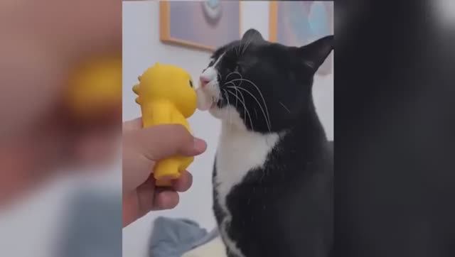 Смешные мемы с кошками и собаками🐕🐶🐱🐈 Ржака с домашним животнымии!!