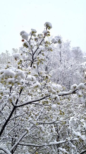 27 апреля в Москве сильный снегопад, деревья в снегу