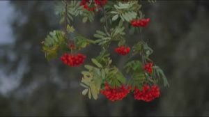 28 апреля - Пудов день. Традиции и народные приметы