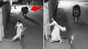 Природа Разбушевалась Невероятные Встречи с Дикими Животными