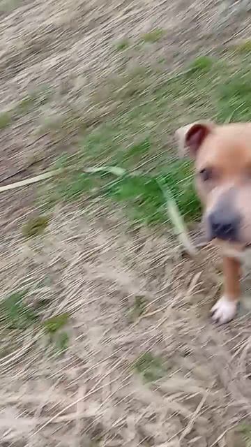 Вокер # Шереметьевский приют # собаки в дар