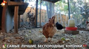 Цыплята и Курочки селяночки лучшие беспородные несушки 🥚 (470)