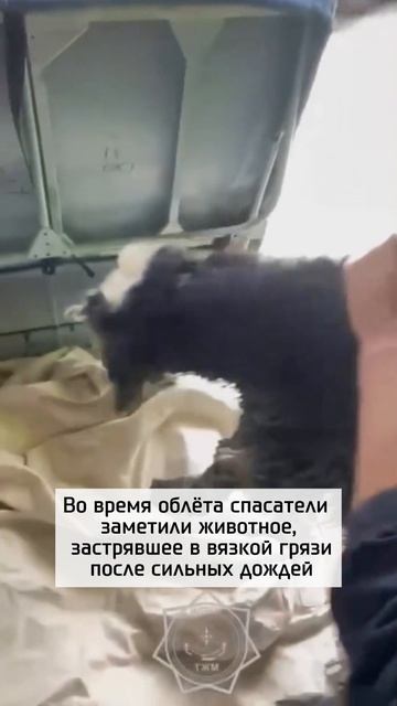 Ягненка спасли из западни