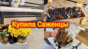 Купила Саженцы. Цены даром на цветы. Лемано про, новый линолеум