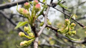 О чем я сожалею. Как я стираю лен. Женский идеал.