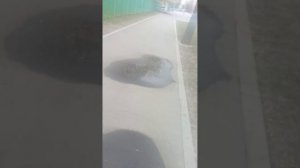 VID_20260424_112907.mp4