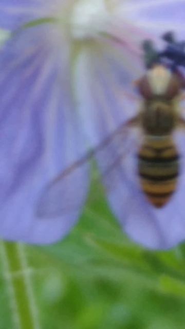 насекомое на цветке 2022