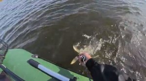 ОКУНИ МУТАНТЫ КРУПНЕЕ ЩУК! С такими окунями и щуки не нужны! Рыбалка осенью на с