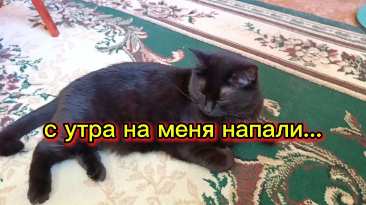 КОШКИ С ОЗВУЧКОЙ.