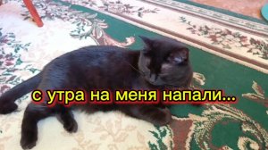 КОШКИ С ОЗВУЧКОЙ.