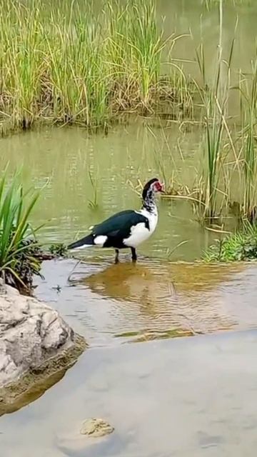 Весенние краски Аланьи. Турция 2026.