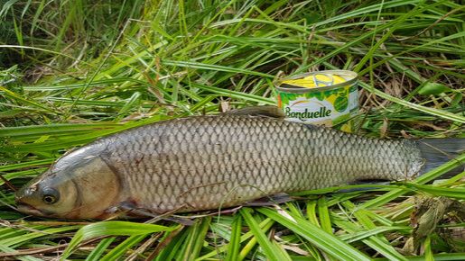 Вот это амур давит 🐟 Рыбалка на поплавок, карп, карась