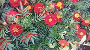 Посейте бархатцы!🔥 Очень красивые!❤️вот чем полезны!💕