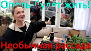 Мы решили, что донор будет жить. Необычная рассада. У нас пошел снег