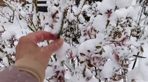 27 апреля СНЕГОПАД в ❄️Подмосковье...что творится на даче 🙄🥶❄️