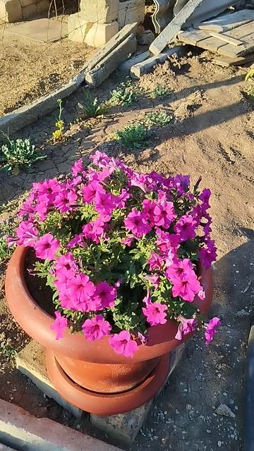 Поздняя посадка ампельных петуний серии Тайдал Вейв и Тайна в кашпо.