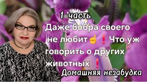 1 часть. Даже бобра своего не любит☝️❗️Что же говорить о других животных❓️