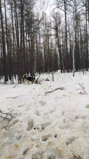 собака в лесу