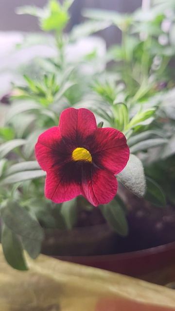 Калибрахоа моя любовь❤️