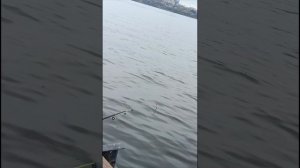рыбалке на Воронежском водохранилище на поплавок!!! 1 ч.
